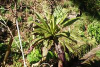 Levada Wanderung mit Fatima