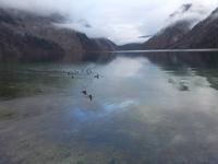Königsee-Schifffahrt nach St. Bartholomä und zurück