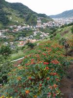 098. Levada Wanderung, Madeira