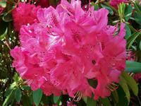 Wasserschloss Anholt, Park