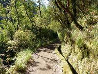 153. Levada Wanderung durch den Lorbeerwald, Madeira
