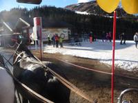 Die Pferde stehen am Start.