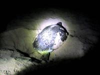 Nachts am Strand von Ras Al Jinz - Grüne Meeresschildkröte