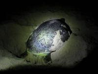 Nachts am Strand von Ras Al Jinz - Grüne Meeresschildkröte