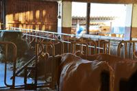 067 Kuchl, Biokäserei Fürstenhof