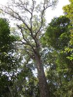 The Big Tree 
