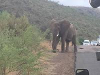 Pirschfahrt am Morgen im Pilanesberg NP