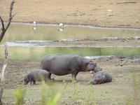 Pirschfahrt am Morgen im Pilanesberg NP