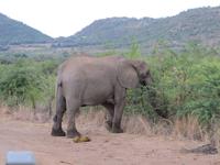 Abendliche Pirschfahrt im Pilanesberg NP