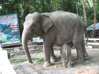 27.01.2016: Koh Samui