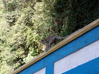 01.02.2016: Kuala Lumpur - Batu Caves