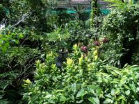 01.02.2016: Kuala Lumpur - Schmetterling-Park