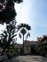 04.02.2016: Insel Phú Quoc - Nguyen Trung Truc-Tempel (Baum der Reisenden - Bananenpflanze)