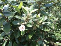 04.02.2016: Insel Phú Quoc - Weingarten (Sim-Frucht)