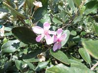 04.02.2016: Insel Phú Quoc - Weingarten (Sim-Frucht)