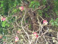 06.02.2016: Sihanoukville - AIDA-Ausflug 