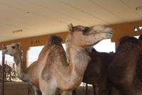 Kamelmarkt Al Ain
