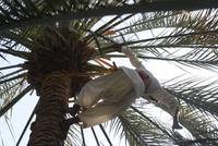 Oase Al Ain (2)