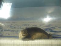 Russland, Baikalsee, Listwjanka, Baikalmuseum