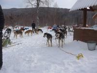 Russland, Baikalsee, Listwjanka, Schlittenhundestation