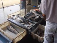 Fischmarkt in Valparaiso