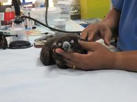 Dubai - Oman - Abu Dhabi -Besuch im Falkenkrankenhaus von Dr. Müller - für die Pediküre werden die Falken in Narkose gelegt