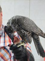 Dubai - Oman - Abu Dhabi -Besuch im Falkenkrankenhaus von Dr. Müller - Fütterung