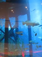 Dubai - Oman - Dubai- Mall - Besuch des Aquariums