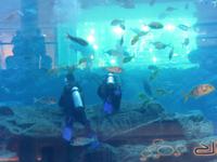 Dubai - Oman - Dubai- Mall - Besuch des Aquariums