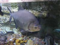 Dubai - Oman - Dubai- Mall - Besuch des Aquariums