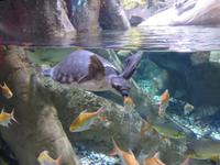 Dubai - Oman - Dubai- Mall - Besuch des Aquariums
