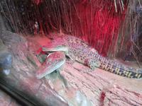 Dubai - Oman - Dubai- Mall - Besuch des Aquariums