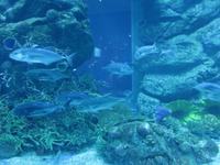 Dubai - Oman - Dubai- Mall - Besuch des Aquariums