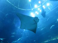 Dubai - Oman - Dubai- Mall - Besuch des Aquariums