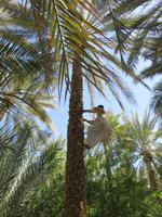 Dubai - Oman - Fahrt nach Al Ain -Besuch der Palmenoase - Dattelpflücker