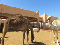Dubai - Oman - Fahrt nach Al Ain -Besuch Kamelmarkt
