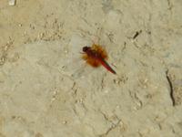 Dubai - Oman - im Wadi Bani Khalid - Libelle