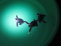 Dubai - Oman - Sur - Strand Ras Al Jinz - Schildkrötenbeobachtung