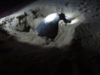 Dubai - Oman - Sur - Strand Ras Al Jinz - Schildkrötenbeobachtung