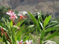 Dubai - Oman - Fahrt nach Muscat - Wadi Tiwi