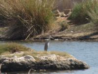 Dubai - Oman - Fahrt nach Muscat - Wadi Tiwi