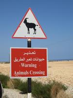 Dubai - Oman - Fahrt nach Muscat -