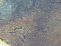 Dubai - Oman - Ausflug zu der warmen Quelle Ain Al Thowarah