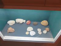 Dubai - Oman - Muscat - Besuch im Naturhistorischen Museum
