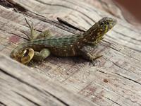 Leguan?
