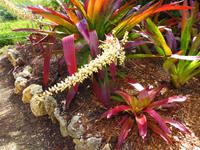 Cayman Island Botanischer Garten