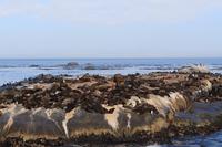 Robbeninsel – Seal Island