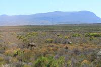 Nationalpark der Kap Halbinsel