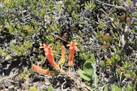Nationalpark der Kap Halbinsel