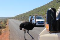 Nationalpark der Kap Halbinsel
